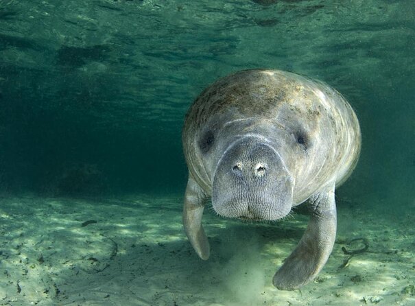 Small Group Manatee Tour With In-Water Divemaster/Photographer - Just The Basics