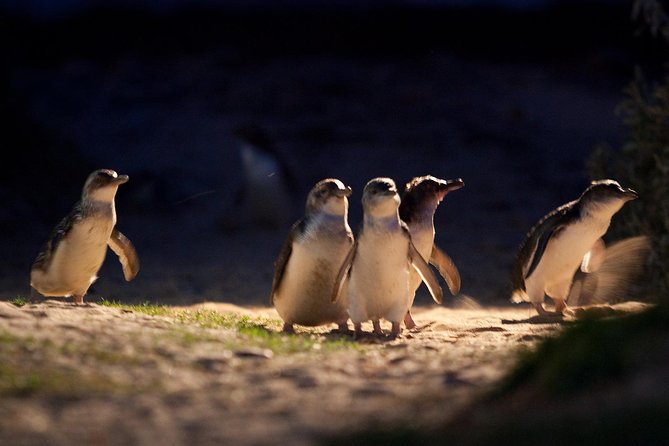 Small-Group Phillip Island Penguin Parade Day Tour From Melbourne - Just The Basics