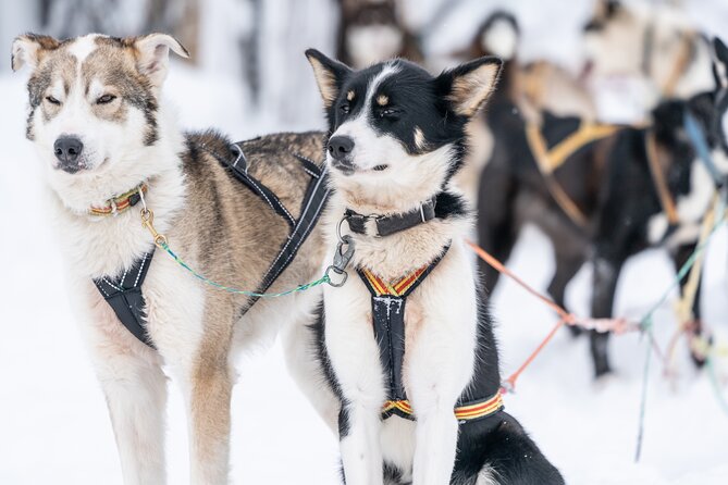 Small-Group Wilderness Husky Sledding 2h Away From Tromsø - Key Points