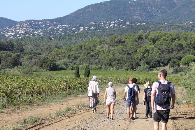 Small Group Wine Tour in the Vineyards of the Gulf of St-Tropez - Key Points