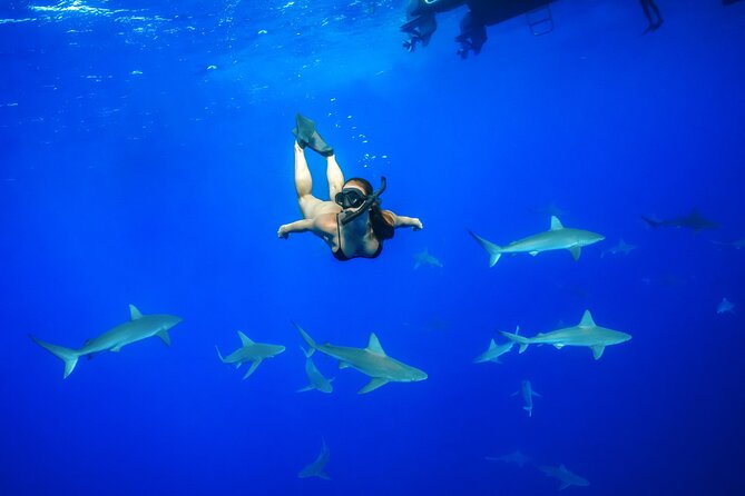 Snorkel and Dive With Sharks in Hawaii With One Ocean Diving - Just The Basics