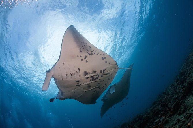 Snorkel With Manta Rays Guaranteed - Just The Basics