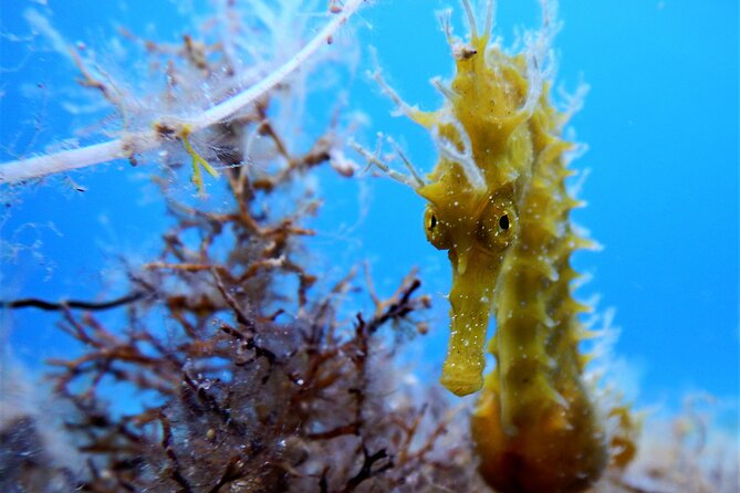 Snorkeling Adventure Trip - Just The Basics