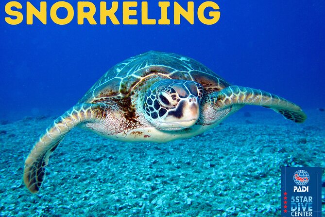 Snorkeling and Boat Tour in a Turtle Area - Key Points