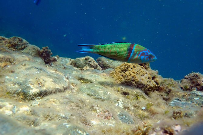 Snorkeling Excursion in Isla De Tabarca - Booking Details