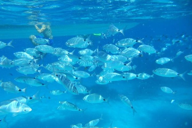 Snorkeling Marine Protected Area Tavolara - Just The Basics