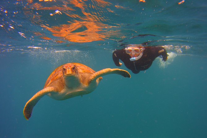 Snorkeling Tour With Sea Turtles and Stingrays - Tour Highlights