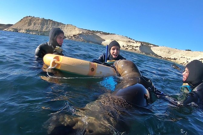 Snorkeling With Sea Lions by Madryn Buceo - Key Points