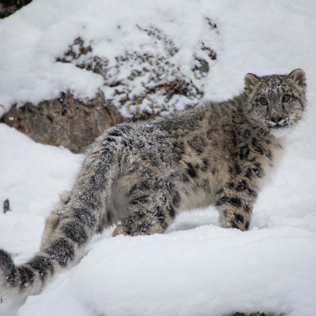 Snow Leopard Trek In Dolpo - Key Points