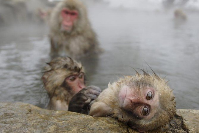 Snow Monkey, Shiga Kogen Roman Museum With Lunch Buffet - Key Points