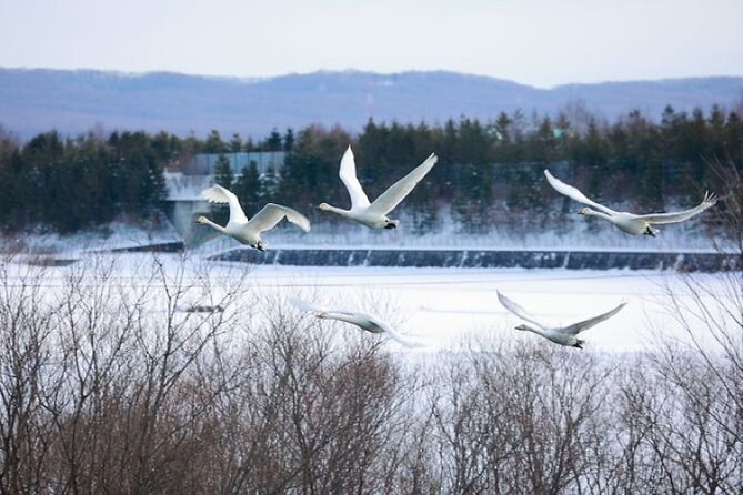 Snow View Rafting With Watching Wildlife in Chitose River - Key Points