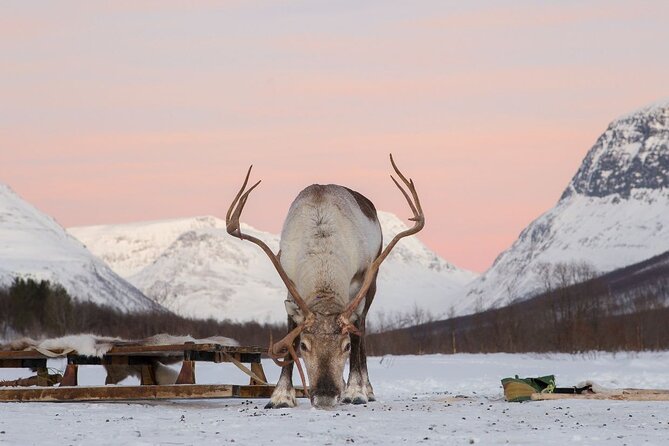 Snowmobiling, Tromsø Ice Domes Guided Tour, and Reindeer Visit - Tour Information Overview