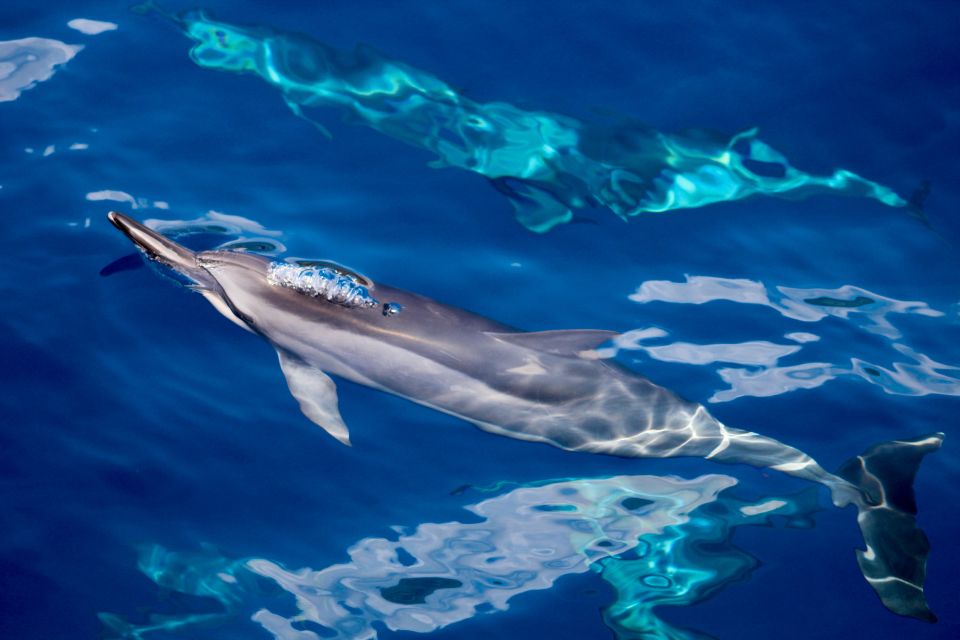 South Maui: Lanai Snorkel & Dolphin Watch From Maalaea - Key Points