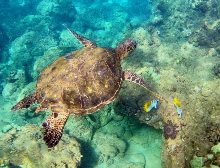 South Maui: Snorkeling Tour for Non-Swimmers in Wailea Beach - Key Points