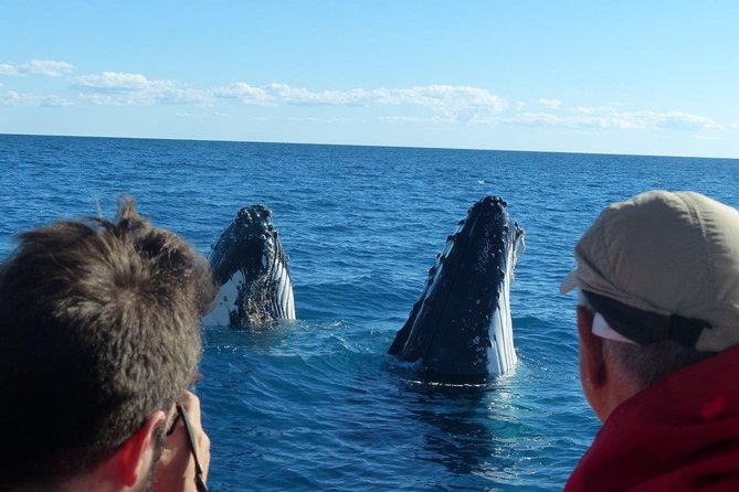 Spirit of Hervey Bay Whale Watching Cruise - Just The Basics