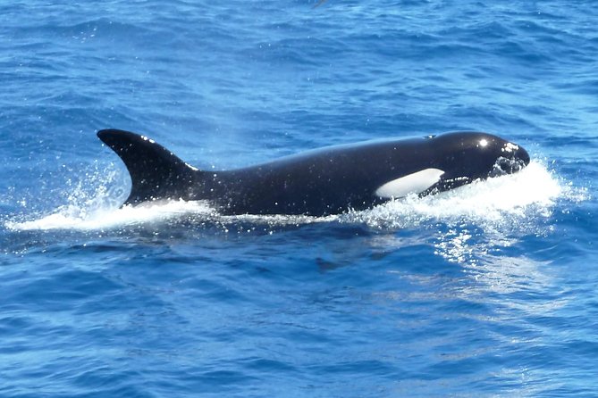 Spot Killer Whales in the Wild: Albany to Bremer Bay Day Tour (Mar ) - Key Points