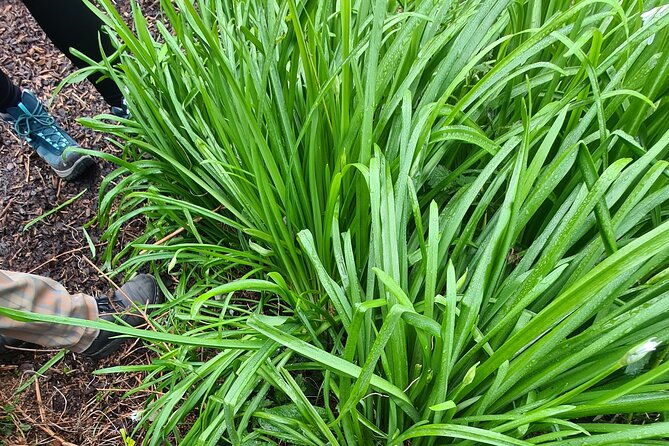 Spring Tonic Foraging Tour - Key Points