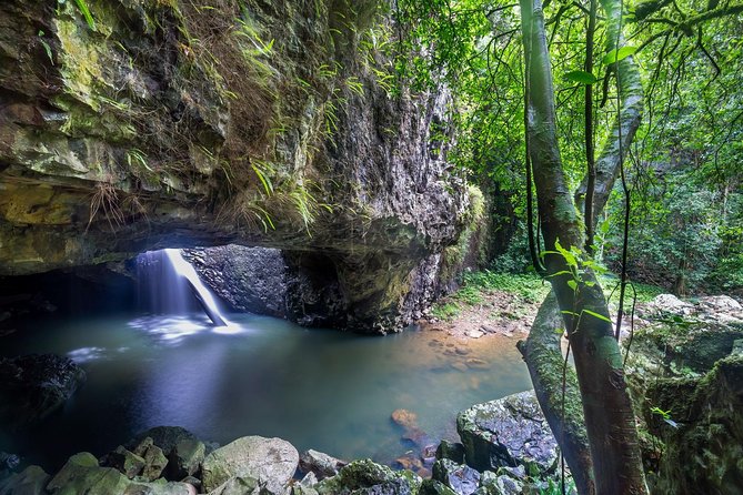 Springbrook Andtamborine Rainforest Tour Incl Natural Bridge and Glow Worm Cave - Just The Basics