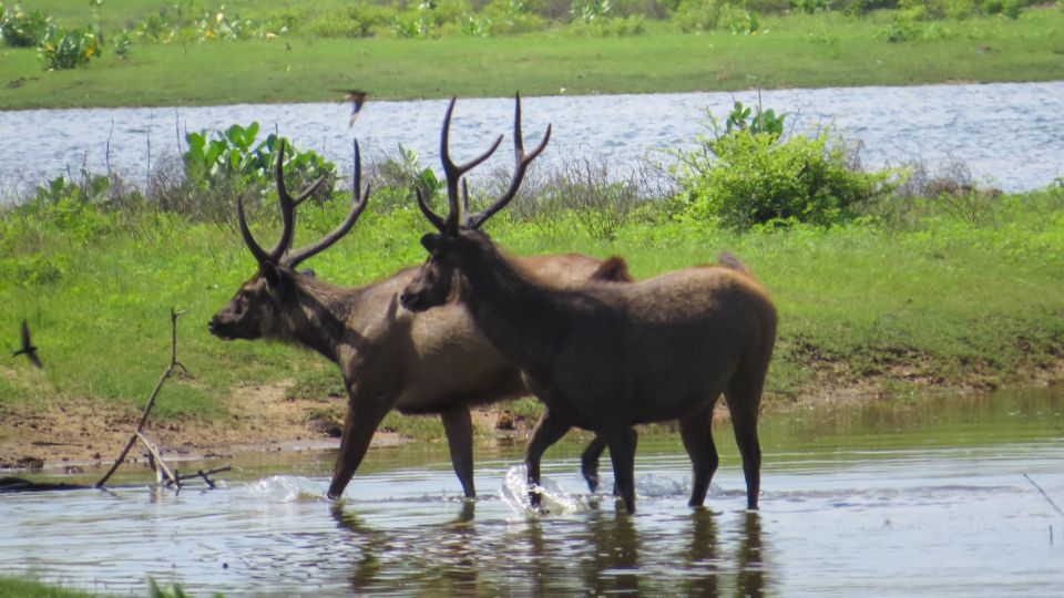 Sri Lanka: Yala National Park Private Safari - Key Points