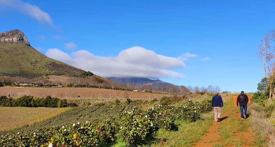 Stellenbosch: Guided Vineyard Hike and Wine Tasting - Key Points