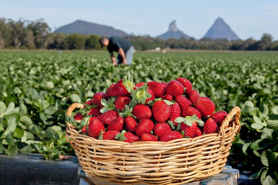 Stellenbosch Strawberry Picking - Key Points