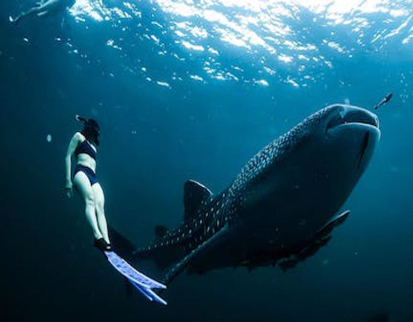 Sumbawa Whale Shark Tour Package - Key Points
