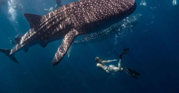 SUMBAWA WHALE SHARK TRIP - Key Points