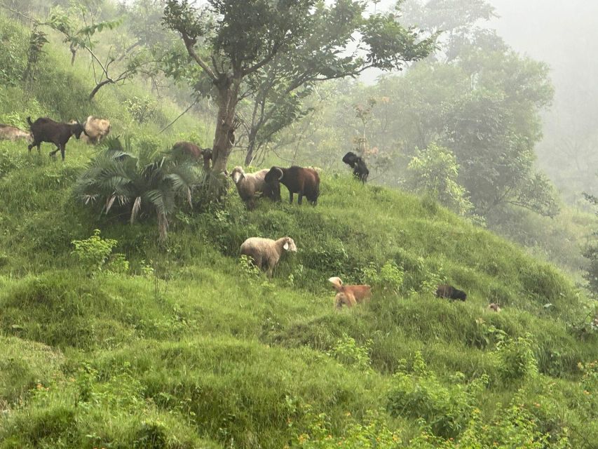 Sunrise Day Hike in Rishikesh - Activity Overview