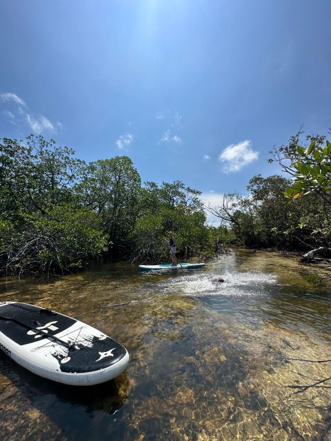 SUP at Mangroves Forest - Key Points