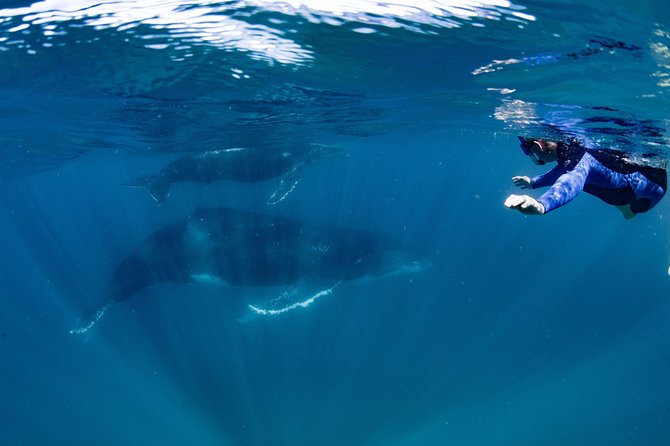 Swim With Humpback Whales - Ningaloo Reef - 3 Islands Whale Shark Dive - Key Points
