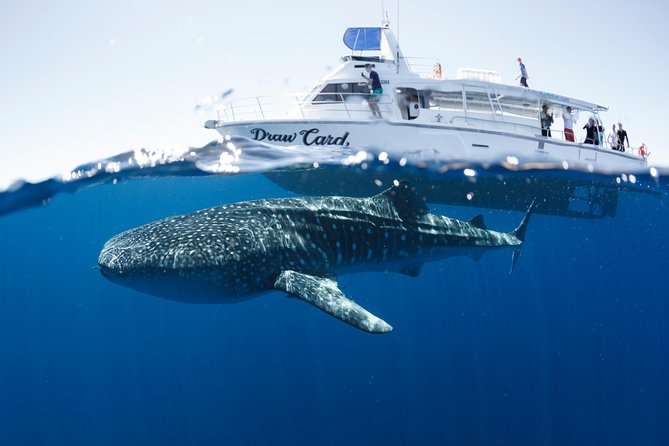 Swim With Whale Sharks in the Ningaloo Reef: 3 Island Shark Dive - Key Points