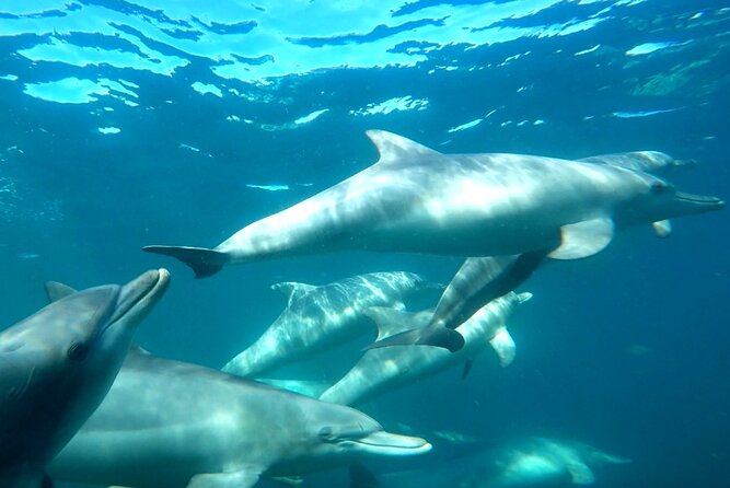 Swim With Wild Dolphins Day Tour - Just The Basics