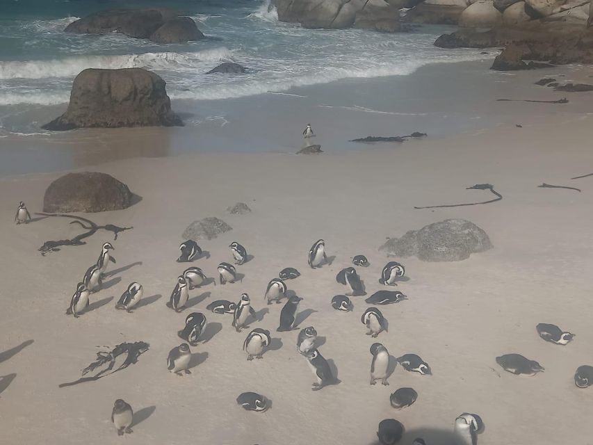 Table Mountain,Seals,Penguin,Cape of Good Hope,Bokaap , - Key Points