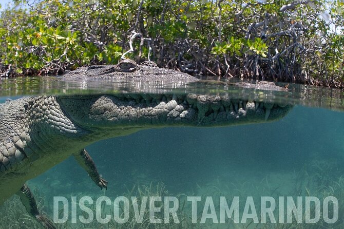 Tamarindo Estuary Tour - Key Points