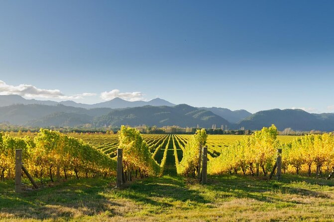 Taste the Valley Wine Tour in Marlborough With Wine Tasting - Key Points