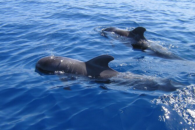 Tenerife Los Cristianos: Whale and Dolphin Eco-Yacht and Swim Stop - Just The Basics