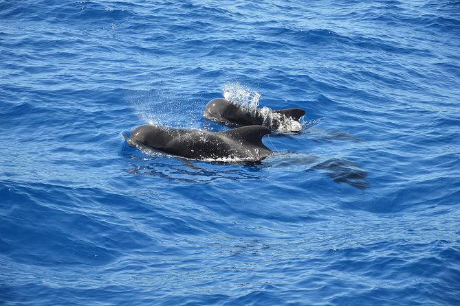 Tenerife: Whale and Dolphin Watching - Just The Basics