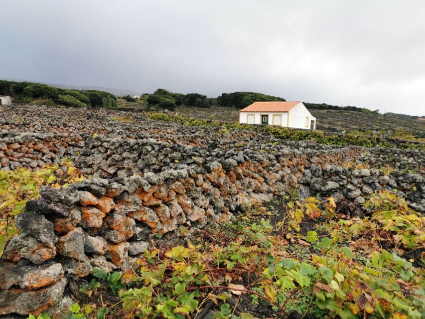 Terceira Island: Best of Terceira Island Tour With Lunch - Key Points