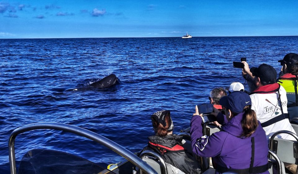 Terceira: Whale and Dolphin Watching in a Zodiac Boat - Key Points