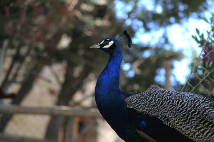 The Limestone Heritage Park and Gardens (Entry Ticket) - Just The Basics