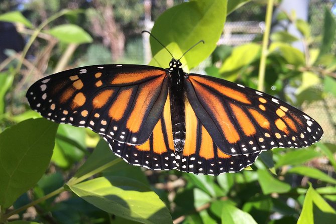 The Maui Butterfly Farm Tour! - Just The Basics