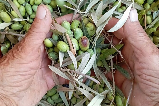 The Olive Oil Experience @ Lefkada Micro Farm - Key Takeaways