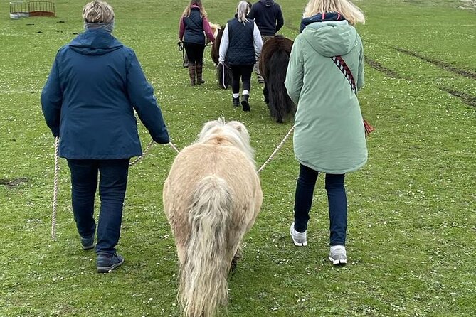 The Shetland Pony Experience – Private Tour