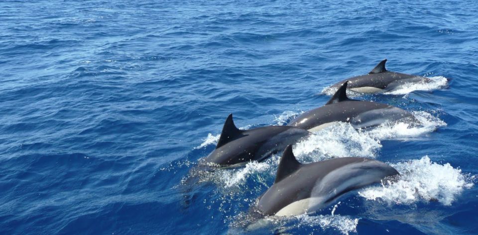 Three-Day Weligama Whale Watching Expedition - Key Points