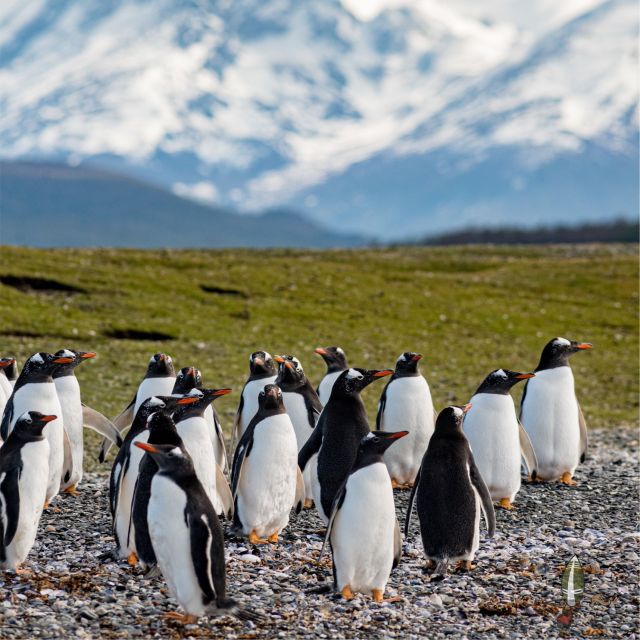 Tierra Del Fuego National Park & B Channel Without Train - Key Points