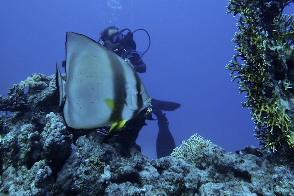 Tiran Island: Full-day Snorkeling, Diving Boat Trip - Key Points