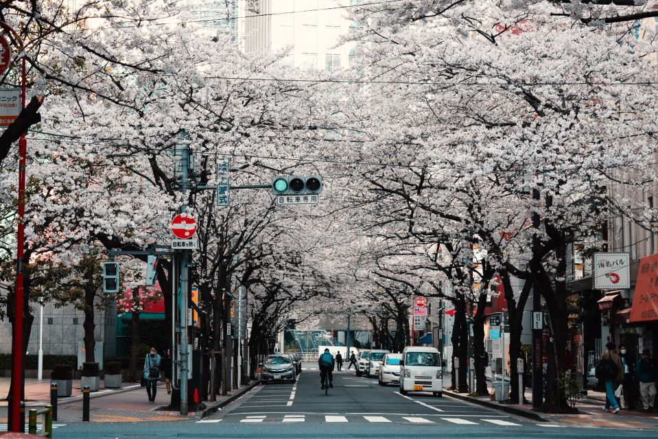 Tokyo: Private Cherry Blossom Experience - Just The Basics