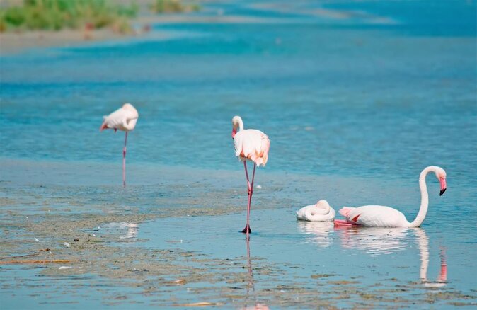 Tour 4 Historic Districts Poetto Beach Pink Flamingos Bonaria Church - Key Points