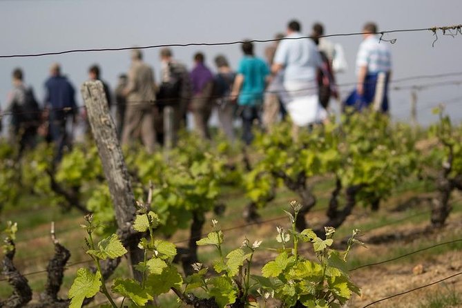Tour of a Vineyard, Winery & Cellar With Wine Tasting in Vouvray, Loire Valley - Just The Basics