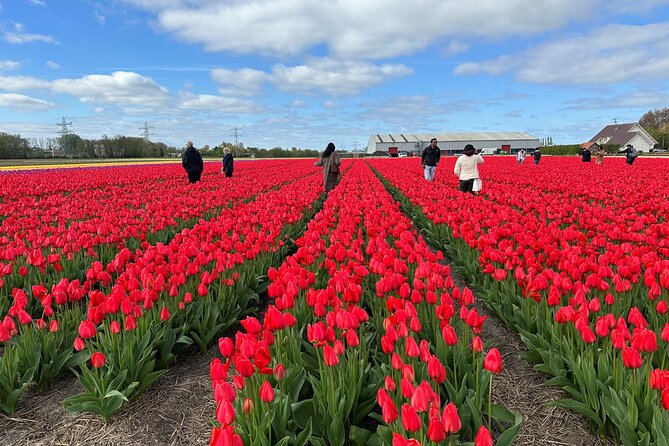 Tour to Keukenhof, Tulip Farm and Windmill Cruise From Amsterdam - Itinerary Highlights